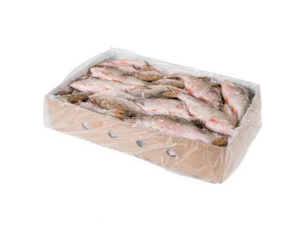 Fresh Water Fish (UK Roach) Block- 10 kg