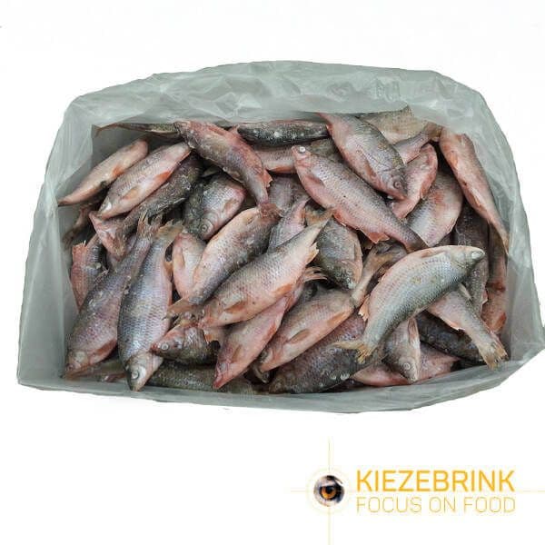 Fresh Water Fish (UK Roach) IQF