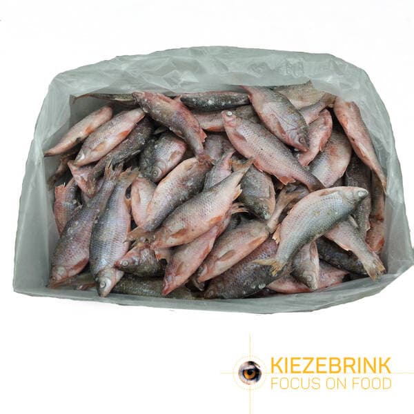 Fresh Water Fish (UK Roach) IQF