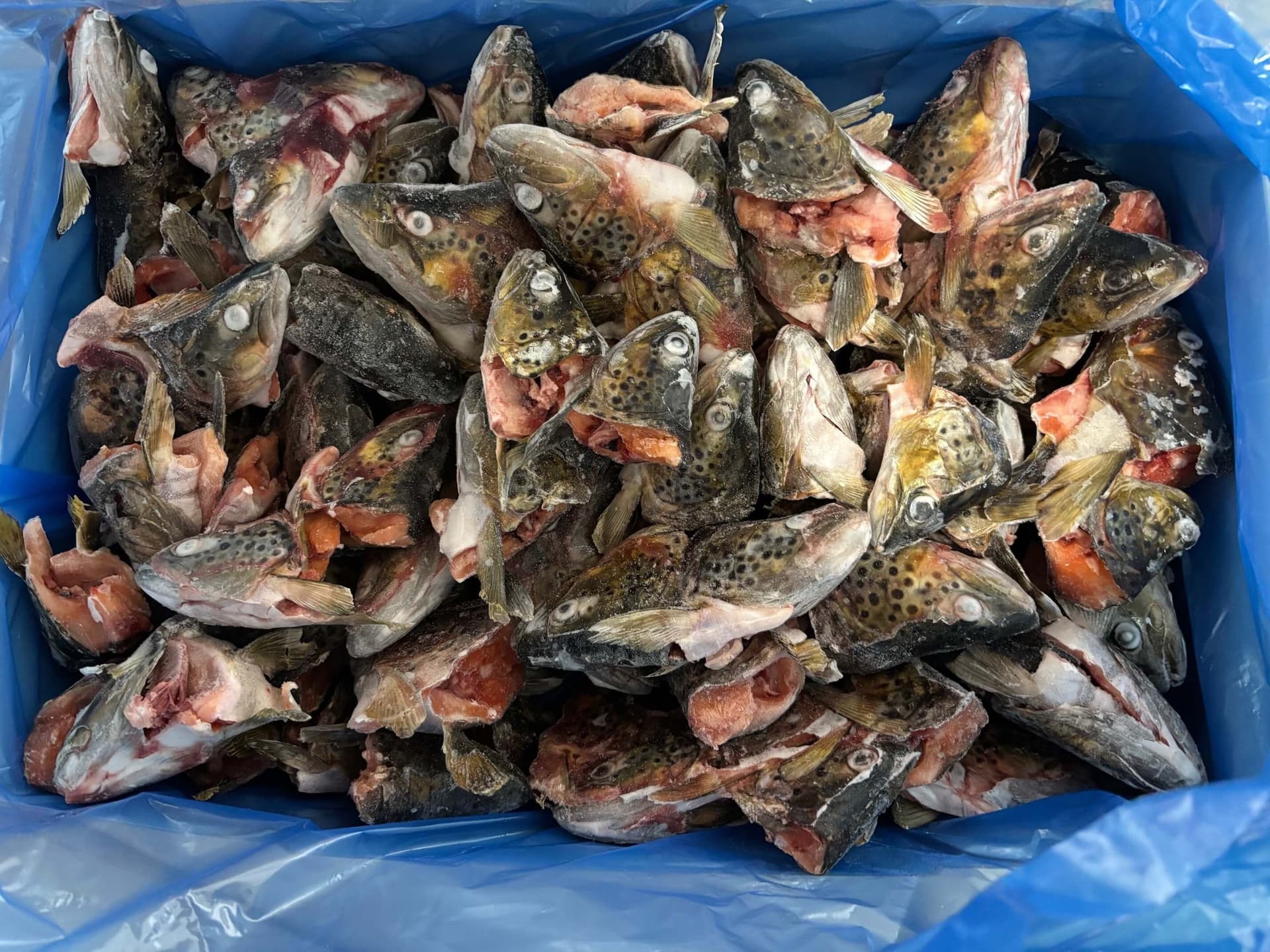 Trout Heads IQF
