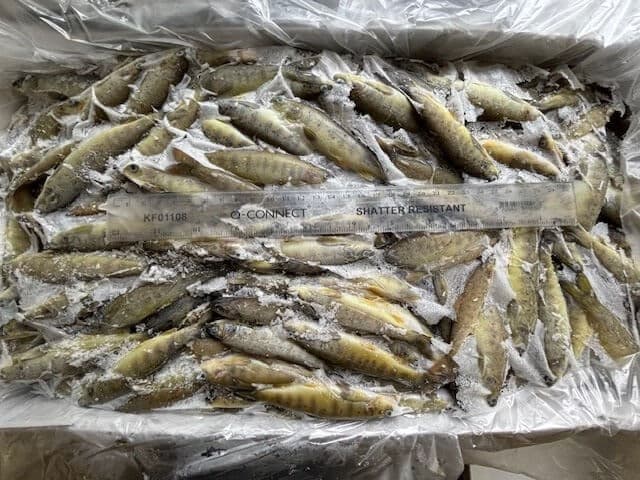 Salmon Parr SMALL (5-15 g)