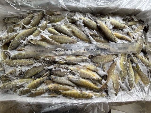 Salmon Parr SMALL (5-15 g)