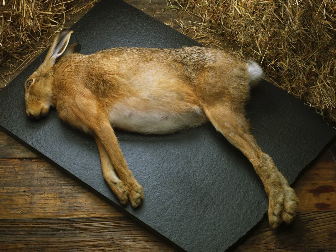 Wild Hares (whole)
