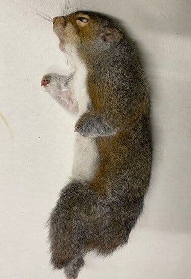 Whole Squirrel