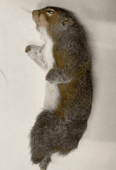 Whole Squirrel