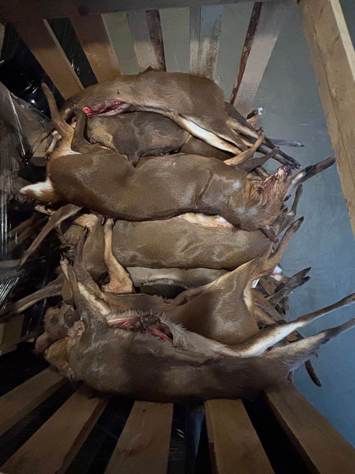 Whole Muntjac Deer (ca. 10 kg)