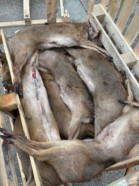 Whole Deer - 300-400 kg crate