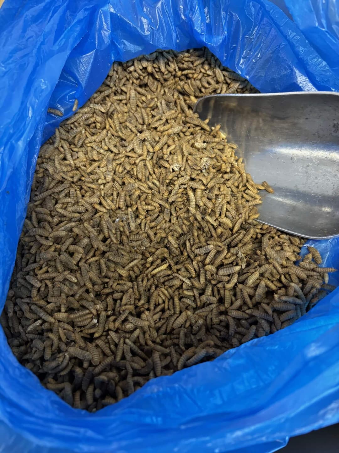 Black Soldier Fly Larvae IQF