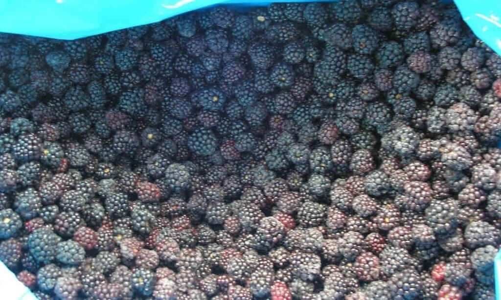 Blackberries IQF