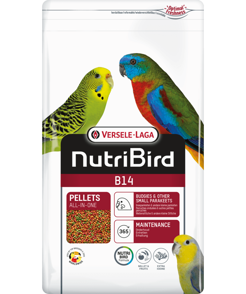 B14 Budgerigar Maintenance