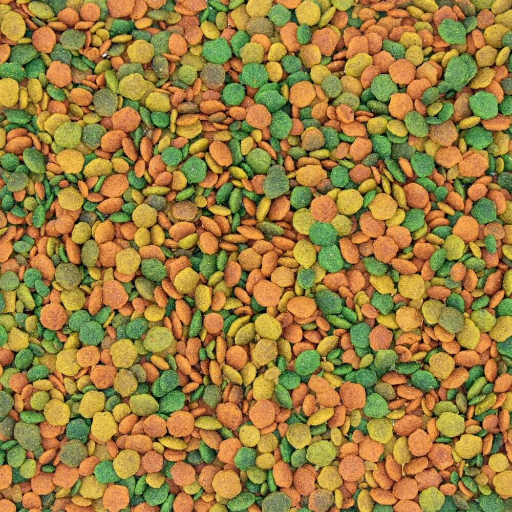 G14 Large Parakeet Tropical Maintenance