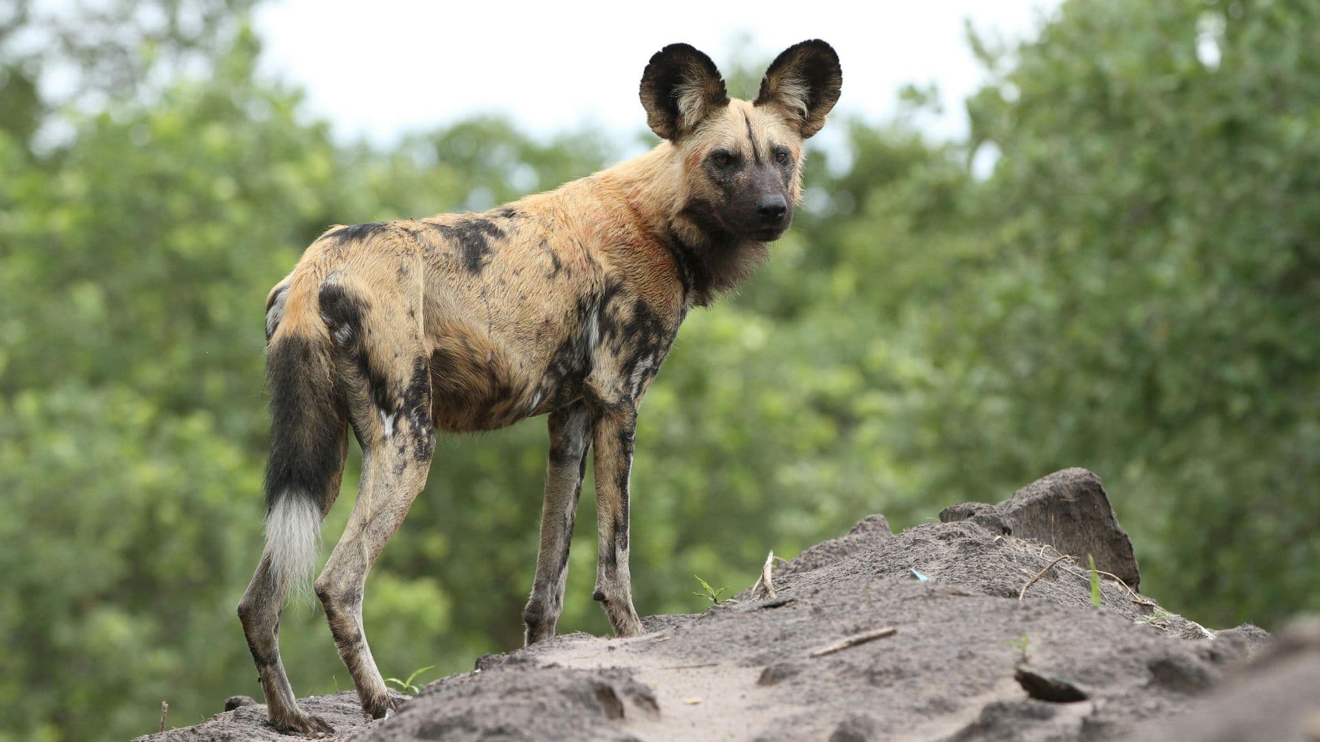 African wild dog