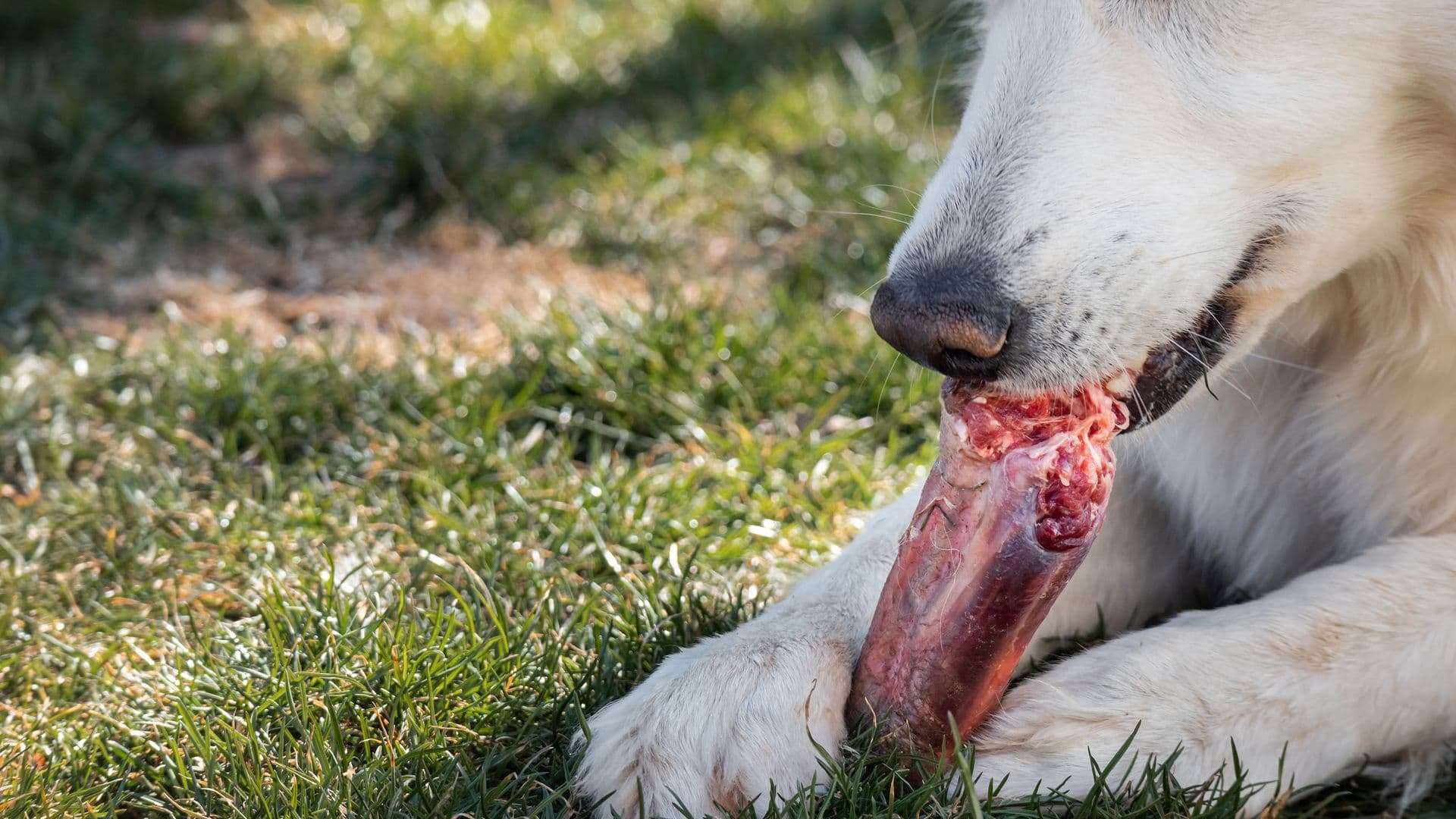 Dog chewing bone