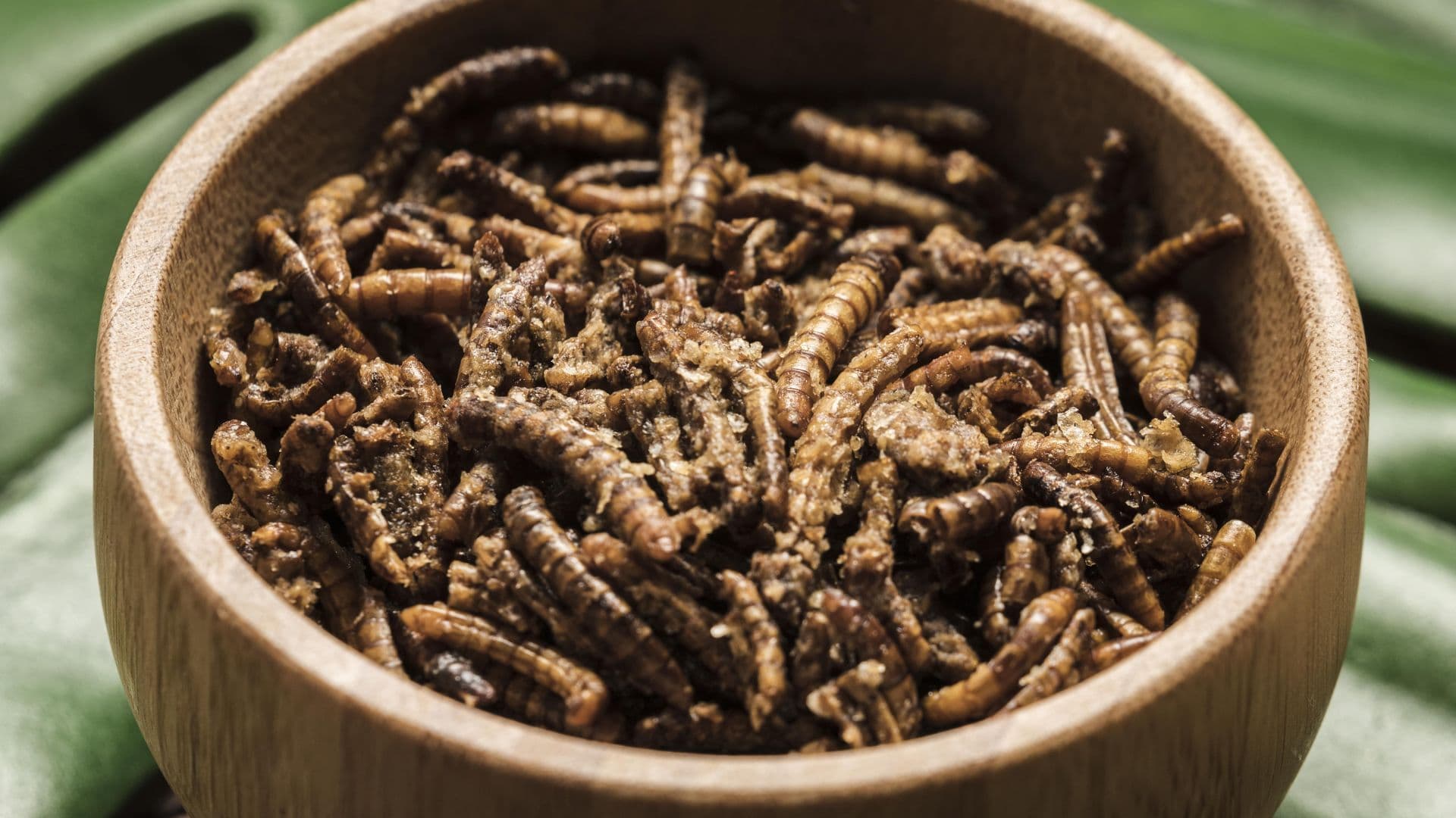 mealworm