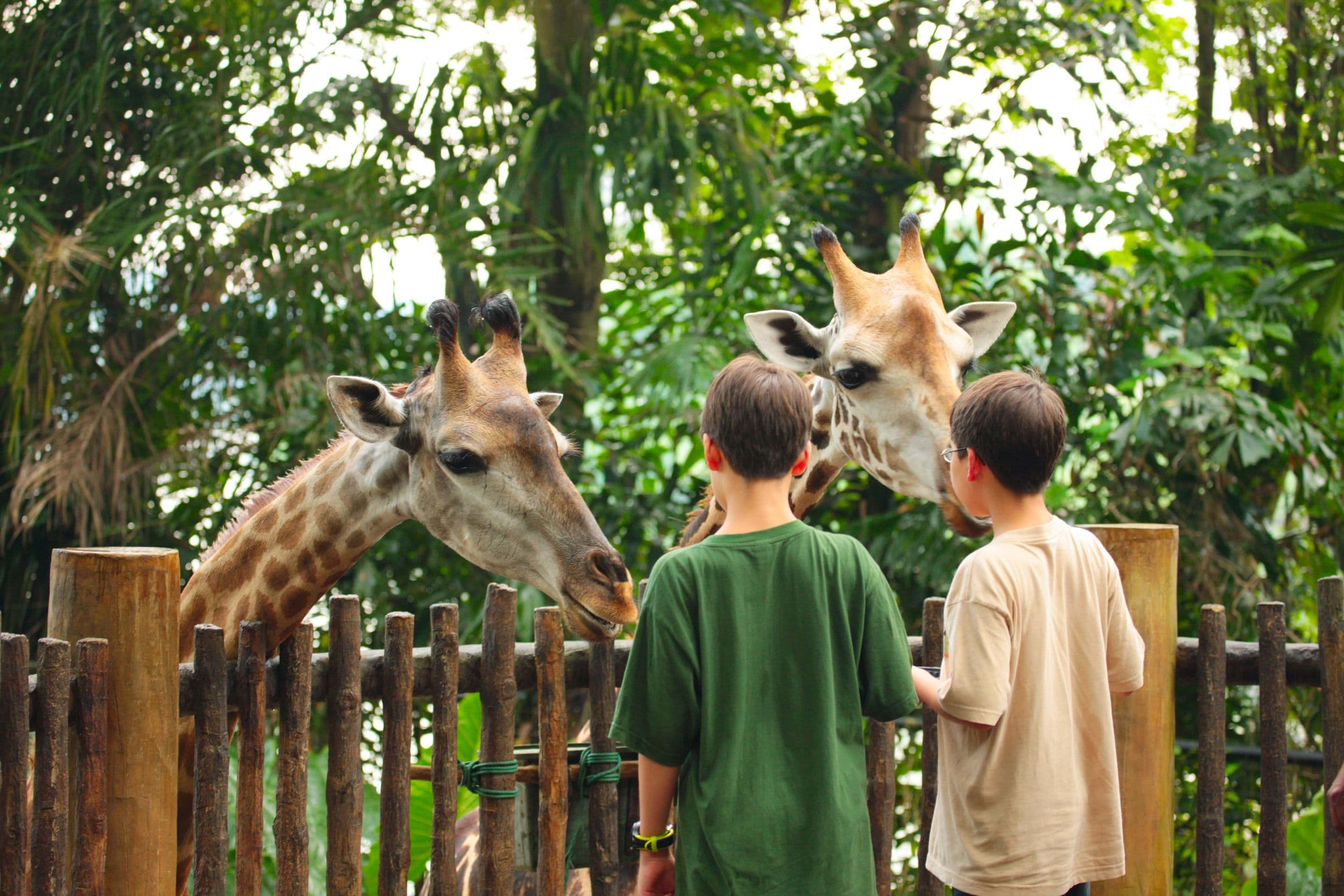 Kids feeding giraffe