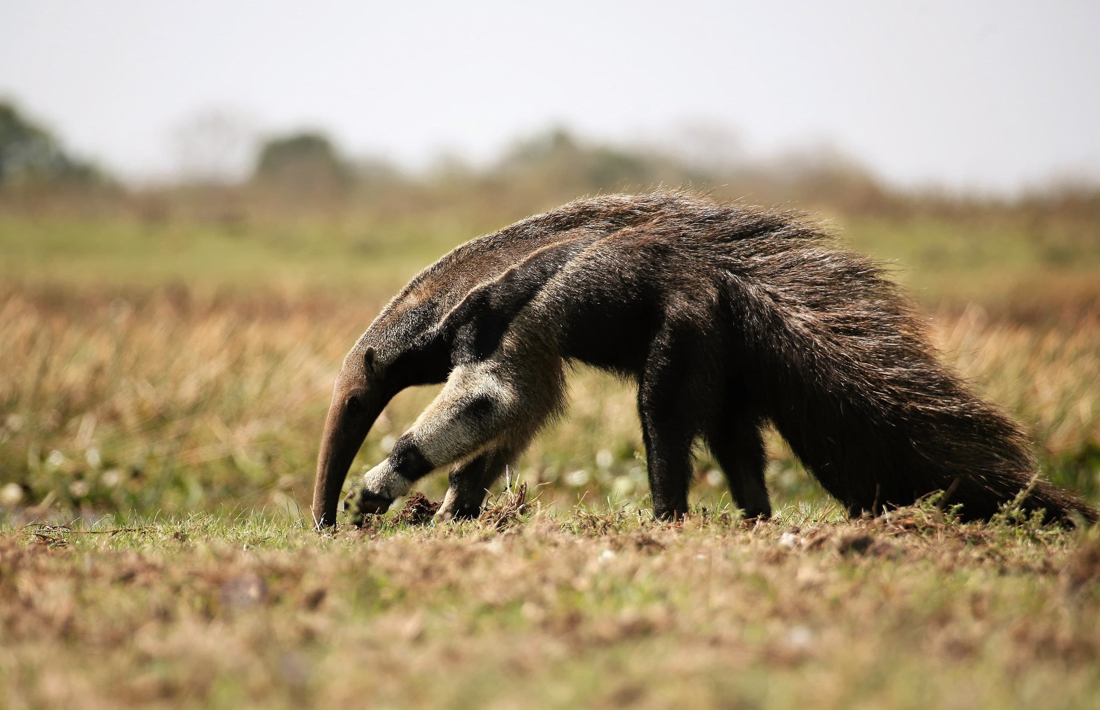 Anteater in field