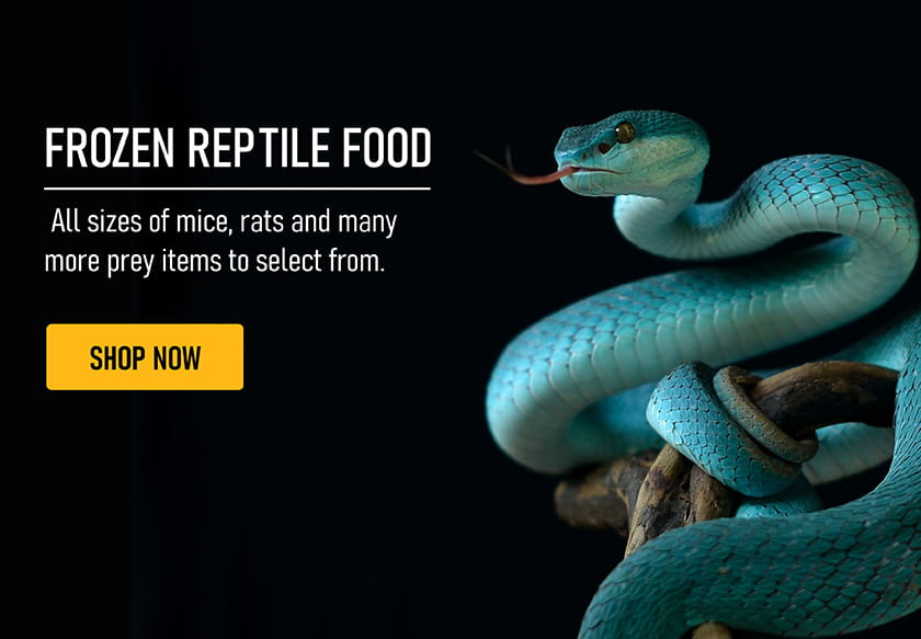 Reptile Food