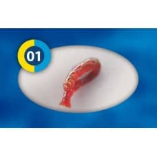Bloodworms - 10 x 100gm Blisters Box
