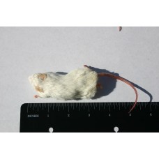 Large Mouse - (22-30gm) - pack of 10
