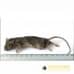 Large Mouse - (22-30gm) - pack of 25