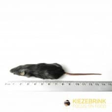 Dark Mice (Mixed sizes) - 1kg bag