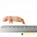 Rat Pups - pack of 25