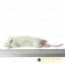 Small Weaner Rat - (20-60gm) - pack of 25