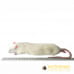 Jumbo Rats - (350gm-450gm) - 10kg Bulk