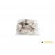 Hamster - Small (<50gm) pack of 10