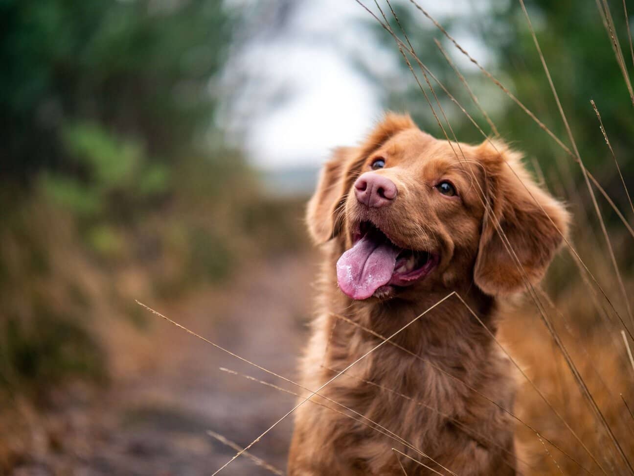 Can Diet Affect a Dog’s Behaviour?
