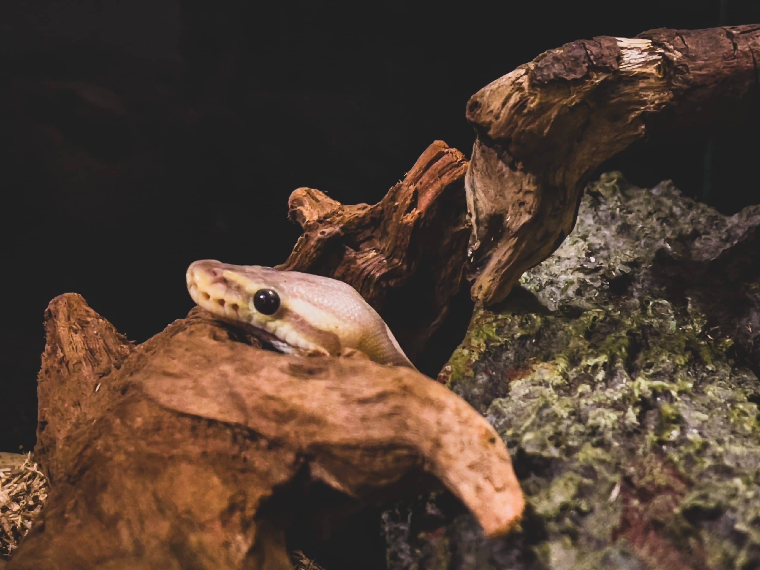Exotic Pet Care Tips During Summer