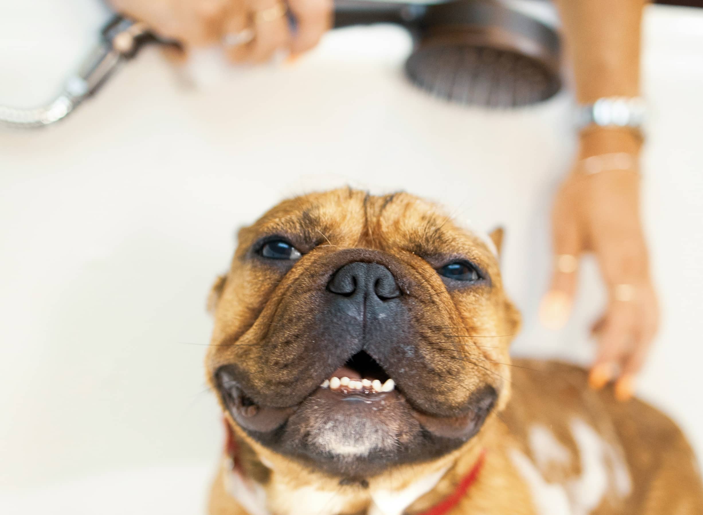 A Guide to Bathing Your Dog in Winter 