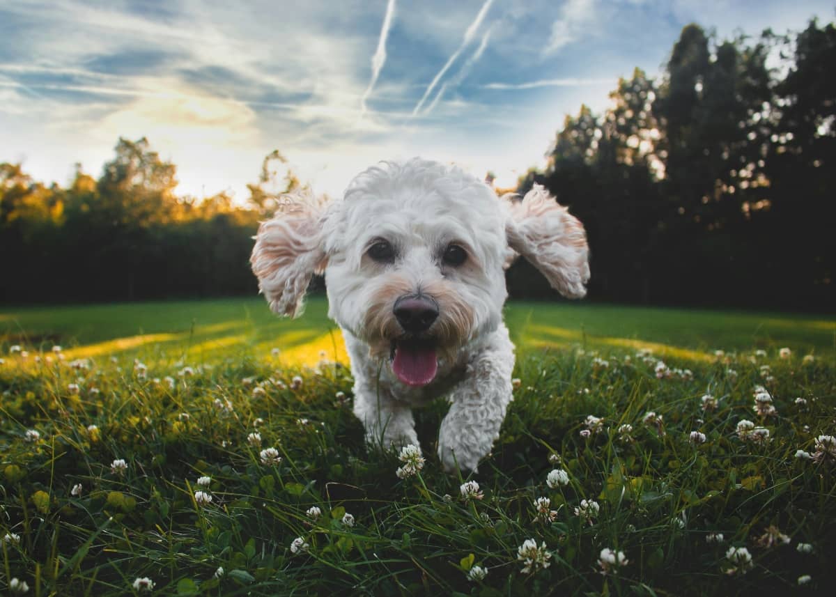 How to Protect Dogs’ Feet in Summer 