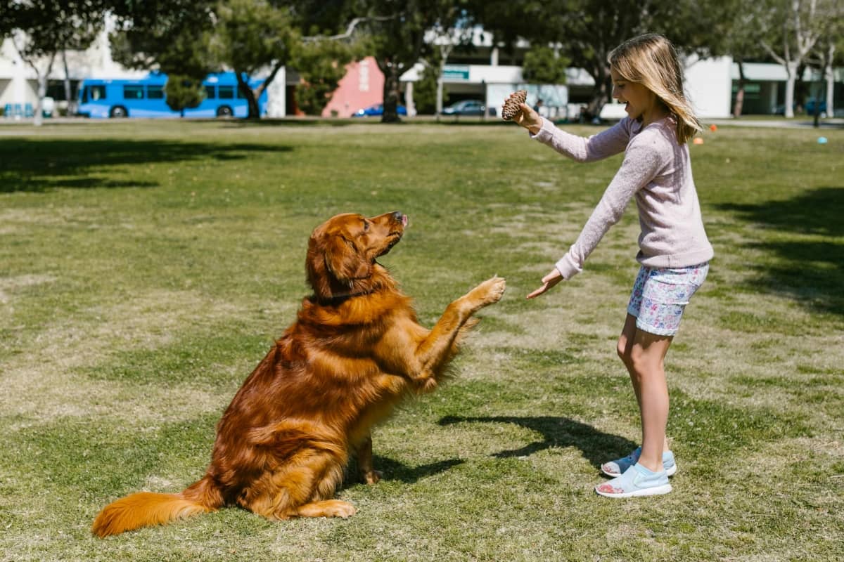 Which Dog Breeds Are Good With Children?