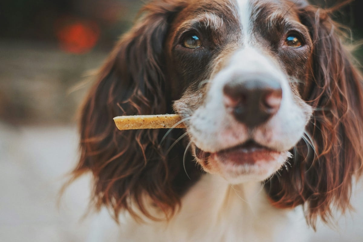 How to Make Healthy Homemade Dog Treats