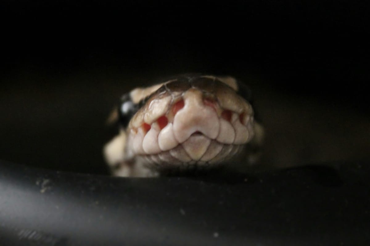 What Can You Feed Snakes Besides Mice?
